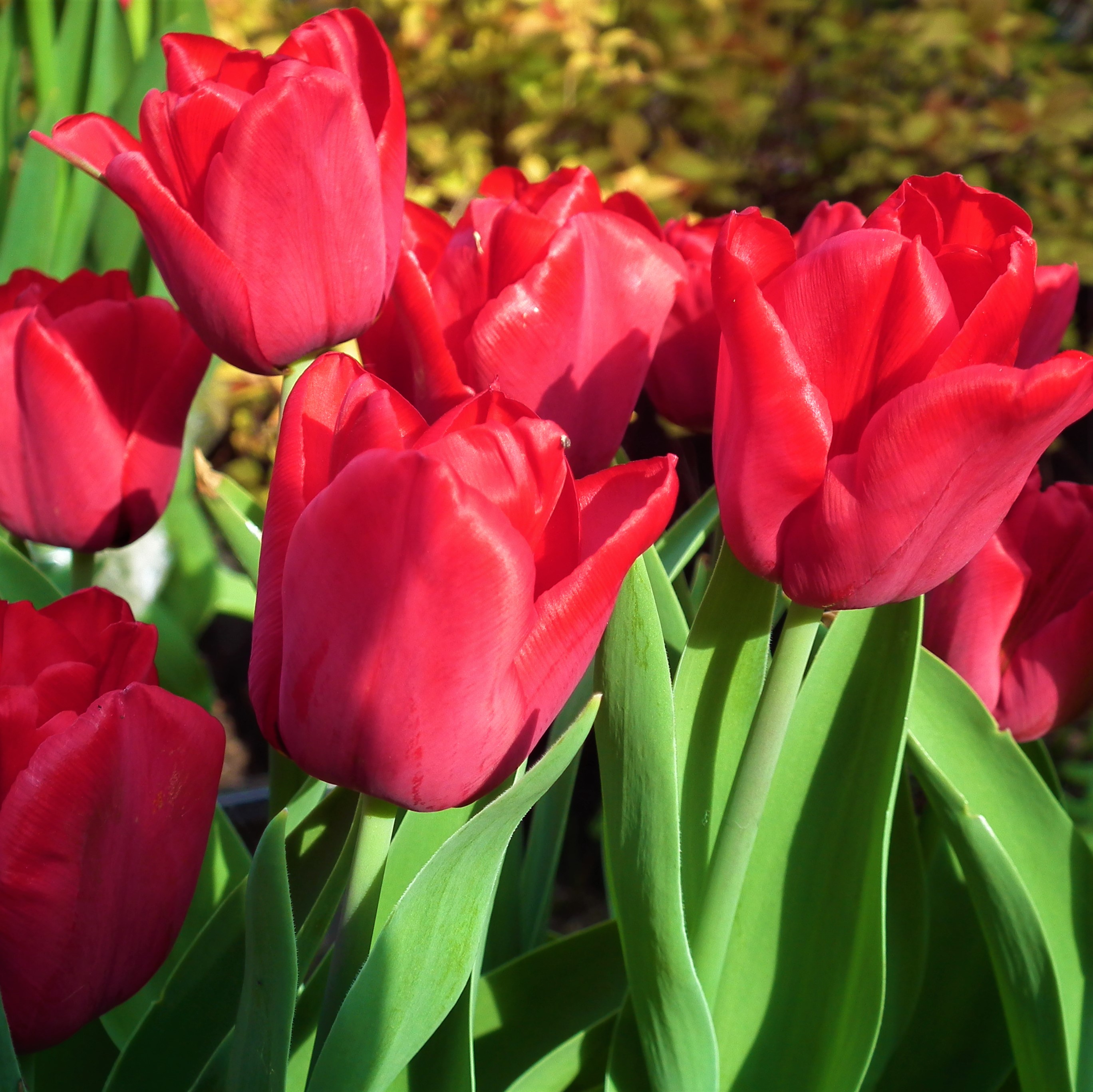 Tulip Cassini